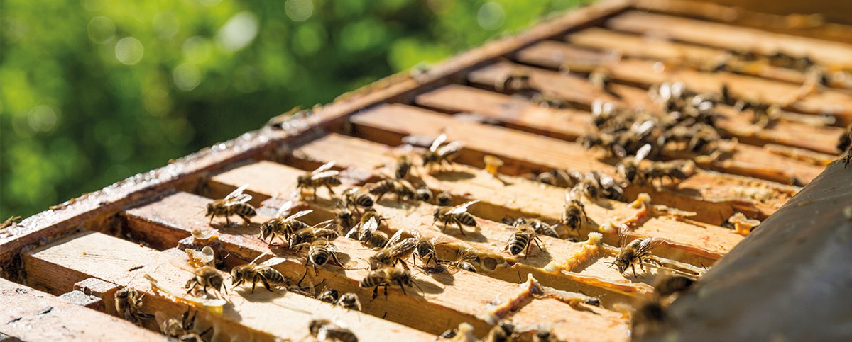 Regionaler Bienenhonig