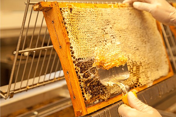 Regionaler Bienenhonig