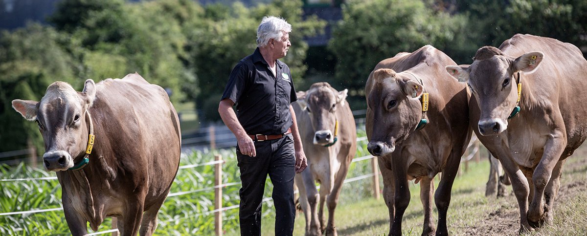 Glückliche Kühe aus Mieming